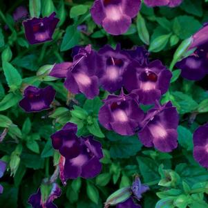 Torenia hybrida 'Summer Wave Large Violet'
