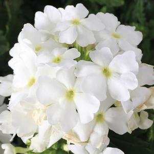 Verbena hybrida 'Lanai Compact White'