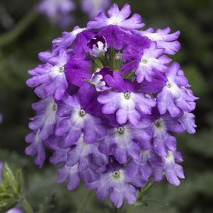 Verbena hybrida 'Lanai Upright Twister Purple'