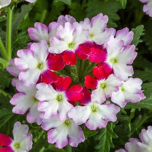 Verbena hybrida 'Lanai Upright Twister Red'