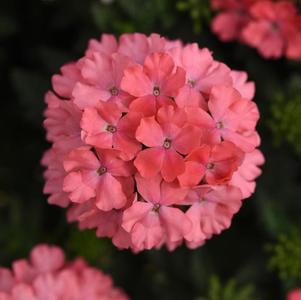 Verbena hybrida 'Lascar Salmon'