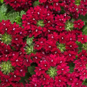 Verbena hybrida 'Superbena Royale Romance'