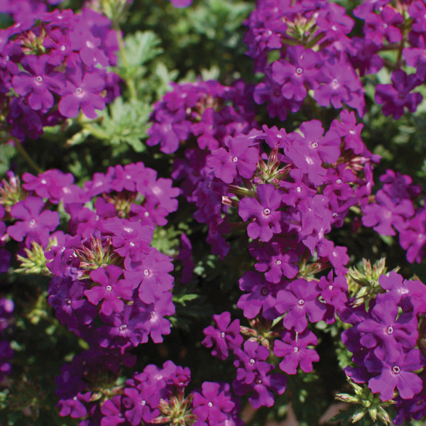 Verbena hybrida 'Tapien Blue Violet Imp'