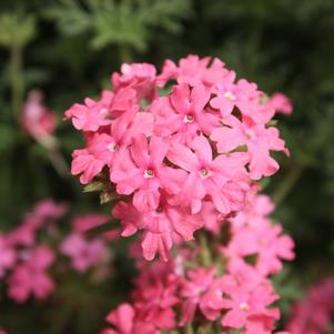 Verbena hybrida 'Tapien Pink Imp'