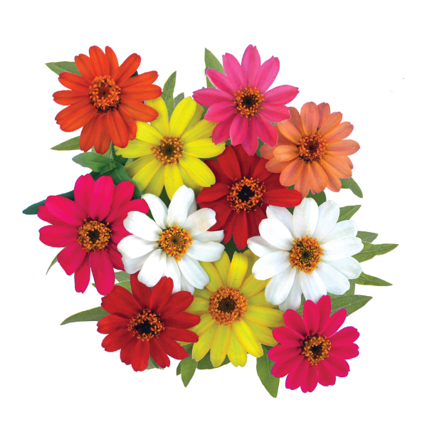 Zinnia hybrida 'Profusion Mix'