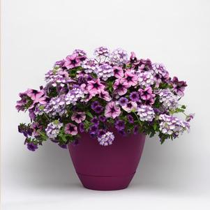 Trixi® 'Starlight Starbright'