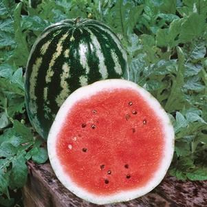 Watermelon 'Crimson Sweet'