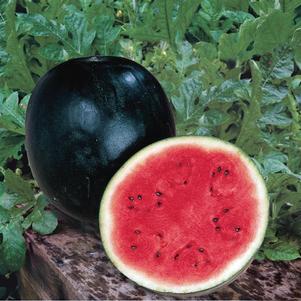 Weezie's Garden 'Watermelon Sugar Baby'