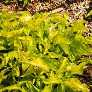 Alternanthera ficoidea 'True Yellow'