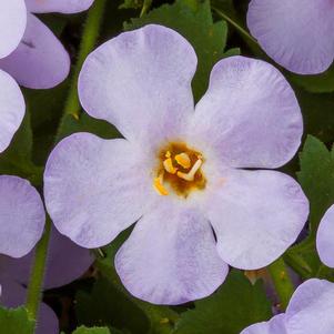 Bacopa sutera cordata 'Calypso Jumbo Lilac'