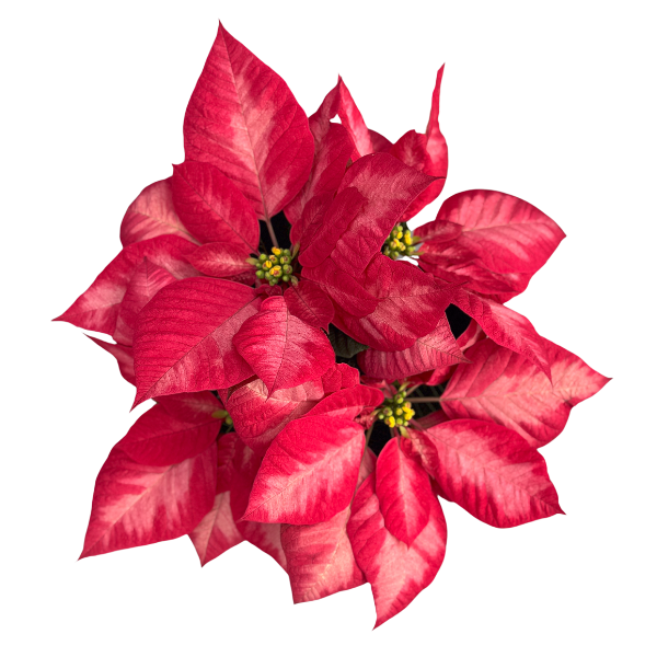 Christmas Flower