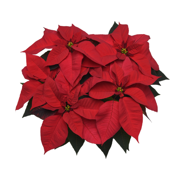 Poinsettia euphorbia pulcherrima 'Christmas Cheer Red'