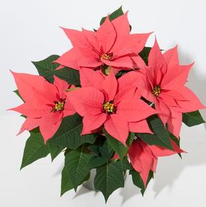 Poinsettia euphorbia pulcherrima 'Christmas Wish Pink'