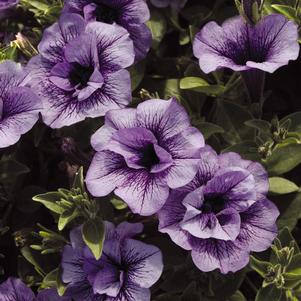 Petunia hybrida 'Supertunia Priscilla'