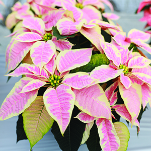 Poinsettia euphorbia pulcherrima 'Christmas Joy Marble'