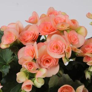 Begonia hiemalis 'Nicole Stone'