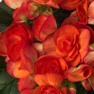 Begonia hiemalis 'Orange Stone'