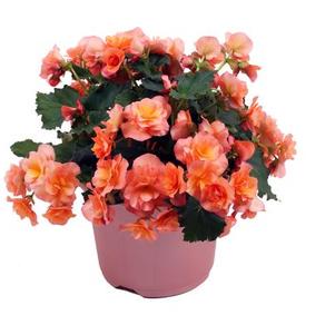 Begonia elatior 'Solenia Apricot'