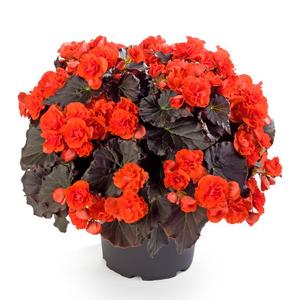 Begonia elatior 'Solenia Chocolate Orange'