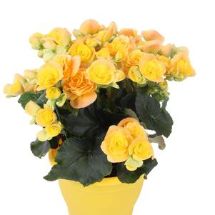 Begonia hiemalis 'Yellow Stone'