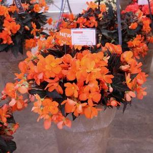 Begonia hybrida 'I'Conia Portofino Hot Orange'