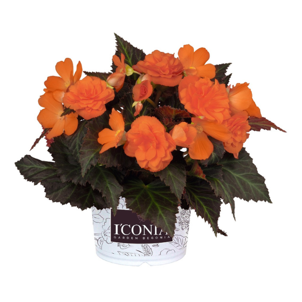 Begonia hybrida 'I'Conia Portofino Hot Orange'