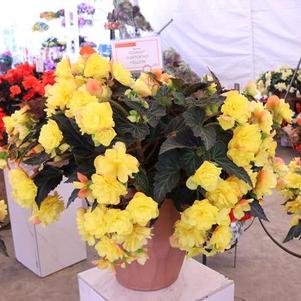 Begonia hybrida 'I'Conia Portofino Yellow'