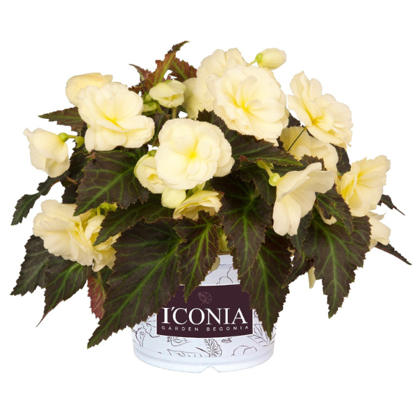 Begonia hybrida 'I'Conia Tweetie Pie'