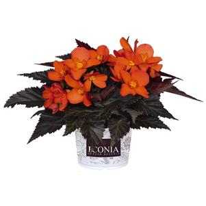 Begonia hybrida 'I'Conia Upright Fire'