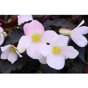 Begonia hybrida 'I'Conia Upright White 2019'
