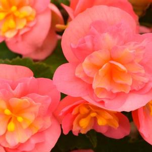 Begonia hybrida 'Rise Up Flamingo's Dream'