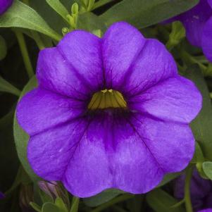 Calibrachoa hybrida 'Cabrio Amethyst'