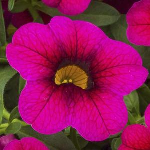 Calibrachoa hybrida 'Cabrio Burgundy'