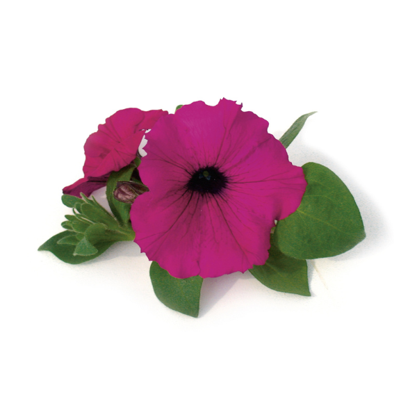 Petunia hybrida 'Supertunia Royal Magenta Imp'