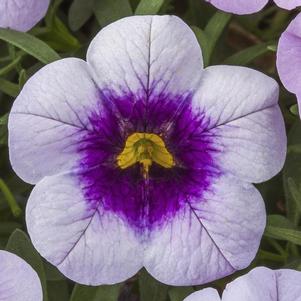 Calibrachoa hybrida 'Cabrio Eclipse Lilac'