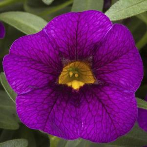 Calibrachoa hybrida 'Cabrio Grape'