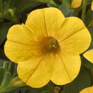 Calibrachoa hybrida 'Cabrio Yellow'