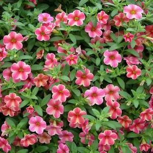 Calibrachoa hybrida 'Callie Coral'