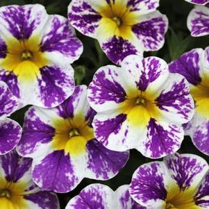 Calibrachoa hybrida 'Candy Shop Grape Splash'