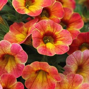 Calibrachoa hybrida 'Chameleon Atomic Orange'