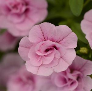 Calibrachoa hybrida 'Minifamous Uno Double Light Pink'