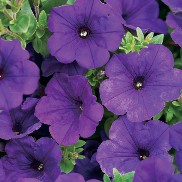 Petunia hybrida 'Supertunia Royal Velvet'