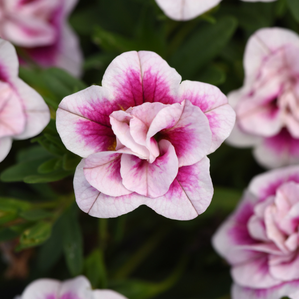 Calibrachoa hybrida 'Minifamous Uno Double PinkTastic'