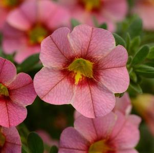 Calibrachoa hybrida 'Minifamous Uno Apricot Star'
