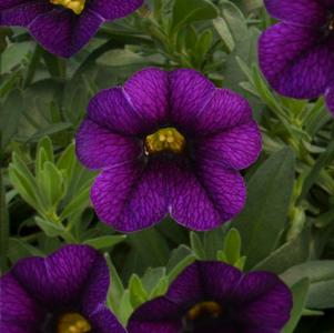 Calibrachoa hybrida 'Minifamous Uno Blue'