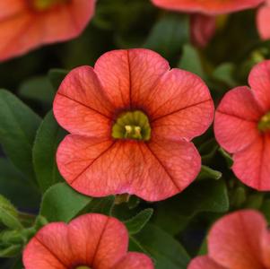 Calibrachoa hybrida 'Minifamous Uno Orange'