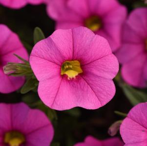 Calibrachoa hybrida 'Minifamous Uno Pink'