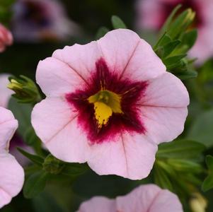 Calibrachoa hybrida 'Minifamous Uno Pink Strike'