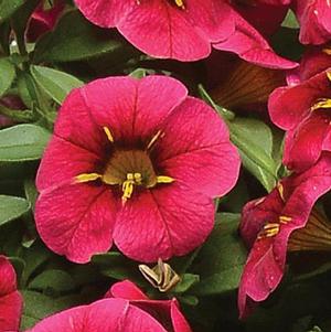 Calibrachoa hybrida 'Minifamous Uno Raspberry Star'