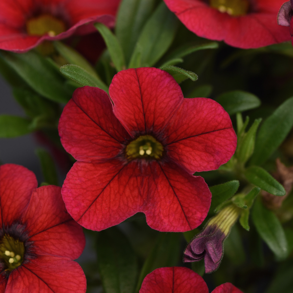 Calibrachoa hybrida 'Minifamous Uno Red'